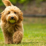 goldendoodle